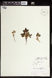 Rubus arcticus subsp. acaulis image