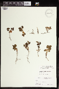 Rubus arcticus subsp. acaulis image