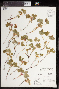 Rubus arcticus subsp. acaulis image