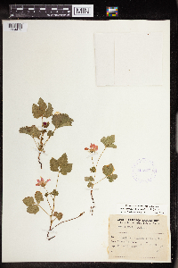 Rubus arcticus subsp. acaulis image
