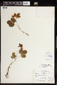 Rubus arcticus subsp. acaulis image