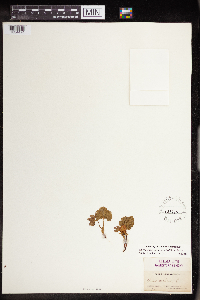 Rubus arcticus subsp. acaulis image