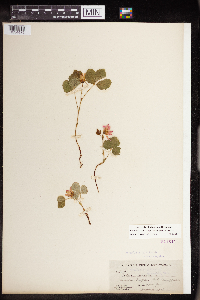 Rubus arcticus subsp. acaulis image