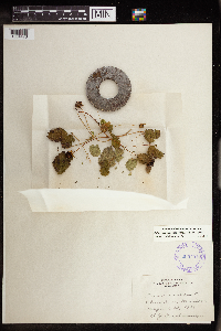 Rubus arcticus subsp. acaulis image