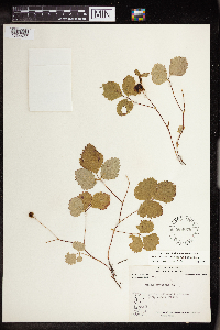Rubus arcticus subsp. acaulis image
