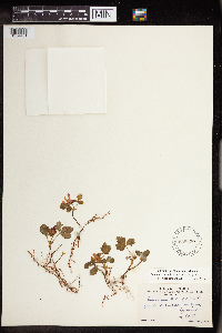 Rubus arcticus subsp. acaulis image