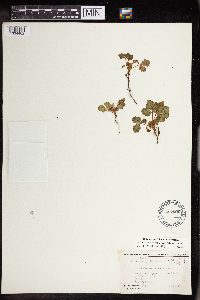 Rubus arcticus subsp. acaulis image