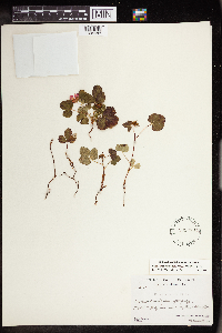 Rubus arcticus subsp. acaulis image