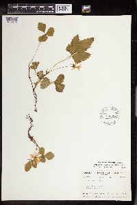 Rubus arcticus subsp. acaulis image