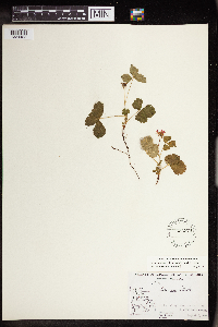 Rubus arcticus subsp. acaulis image