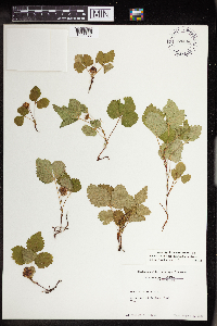 Rubus arcticus subsp. acaulis image