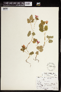 Rubus arcticus subsp. acaulis image