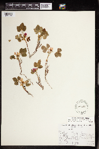 Rubus arcticus subsp. acaulis image