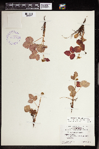 Rubus arcticus subsp. acaulis image