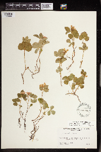 Rubus arcticus subsp. acaulis image
