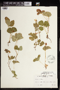 Rubus arcticus subsp. acaulis image