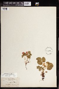 Rubus arcticus subsp. acaulis image