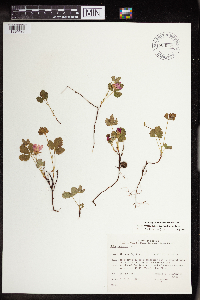 Rubus arcticus subsp. acaulis image