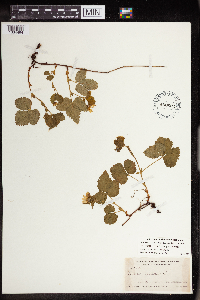 Rubus arcticus subsp. acaulis image