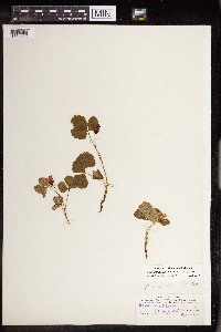 Rubus arcticus subsp. acaulis image