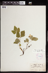 Rubus arcticus subsp. acaulis image