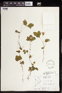 Rubus arcticus subsp. acaulis image
