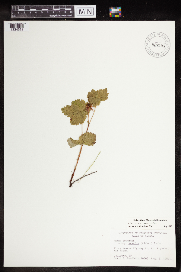 Rubus arcticus subsp. arcticus image