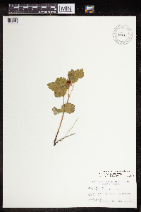 Media resource of Rubus arcticus