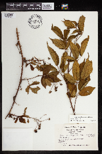 Rubus pensilvanicus image