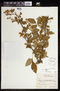 Rubus pensilvanicus image