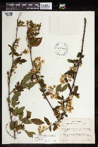 Rubus pensilvanicus image