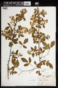 Rubus pensilvanicus image