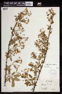 Rubus pensilvanicus image