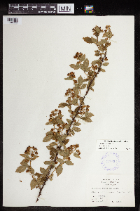 Rubus pensilvanicus image