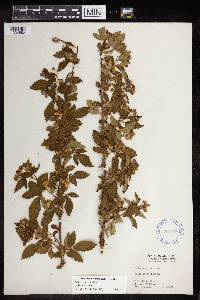 Rubus pensilvanicus image