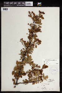 Rubus pensilvanicus image
