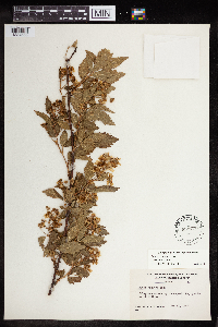 Rubus pensilvanicus image