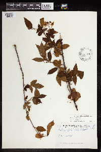 Rubus pensilvanicus image