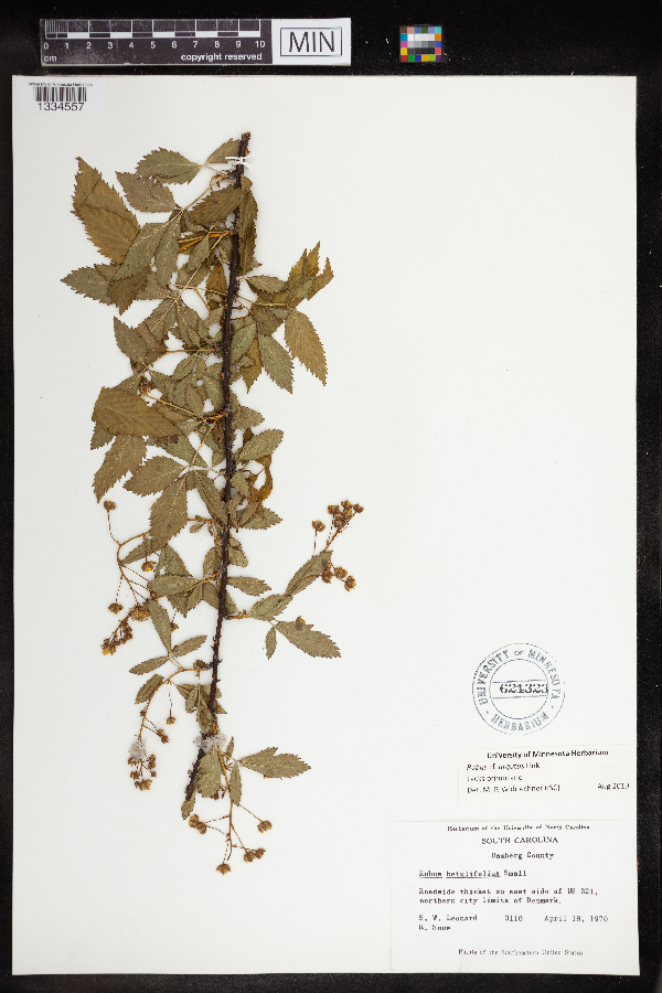 Rubus pensilvanicus image