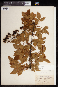 Rubus pensilvanicus image