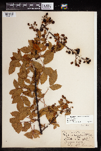 Rubus pensilvanicus image