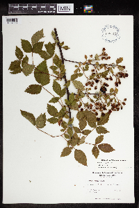 Rubus pensilvanicus image
