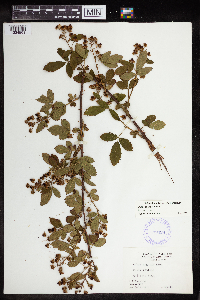 Rubus pensilvanicus image