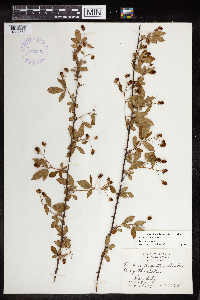 Rubus pensilvanicus image