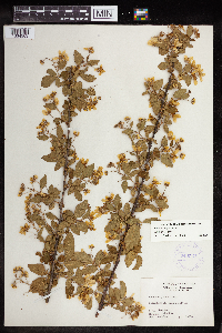 Rubus pensilvanicus image