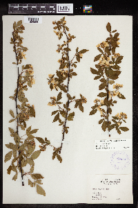 Rubus pensilvanicus image