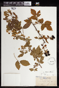 Rubus pensilvanicus image