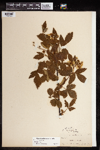Rubus pensilvanicus image