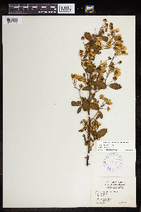 Rubus pensilvanicus image
