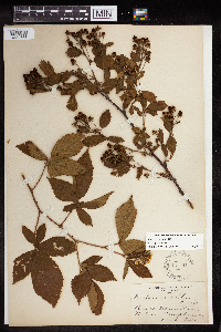 Rubus pensilvanicus image